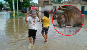 6 fallecidos y 439 contagios por Leptospirosis mantienen en alerta sanitaria a Piura
