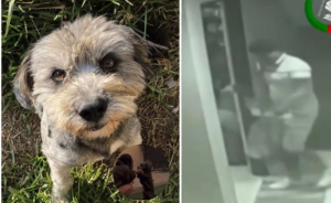 ¡ABUSIVO! Policía MATA A UN PERRITO de un disparo en Piura