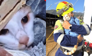 Milagro en Venezuela: rescatan con vida a una gatita tras permanecer 23 días bajo los escombros