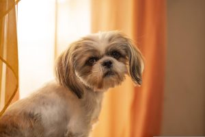 Día Mundial del Perro: los beneficios de vivir con un peludito, según la ciencia